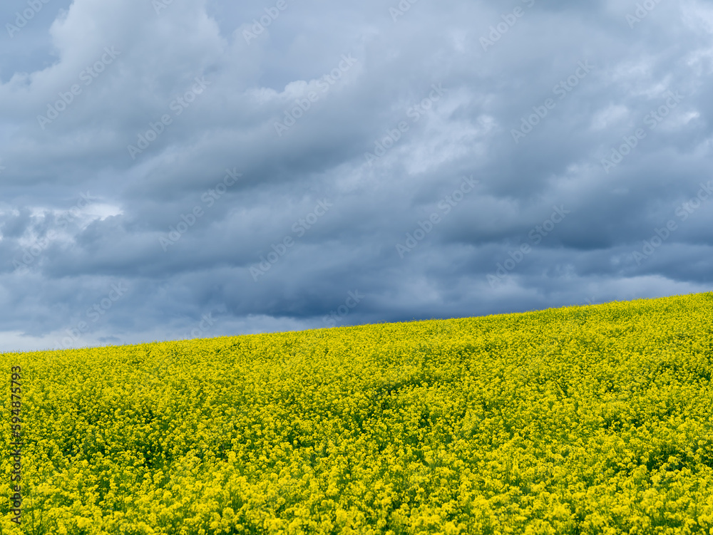 Amazing view of yellow rapeseed fields during spring season. Agricultural fields with green and yellow colors. Dark sky due to thunderstorm. Bad weather. Contrast between sky and earth. Dramatic sky