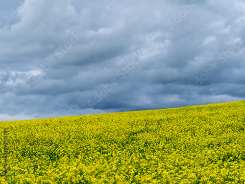 Amazing view of yellow rapeseed fields during spring season. Agricultural fields with green and yellow colors. Dark sky due to thunderstorm. Bad weather. Contrast between sky and earth. Dramatic sky © Matteo Ceruti