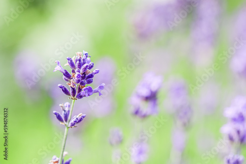 Background from violet lavender in the garden