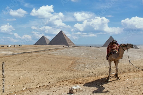A camel ready for tourists, Giza Pyramids on background. Cairo, Egypt