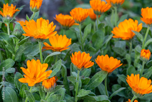 Calendula officinalis. Flowering plants of pot marigold  ruddles.