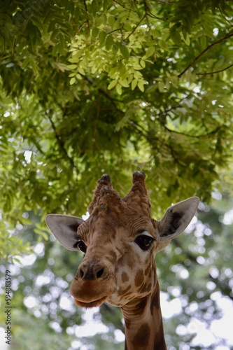 Close up of a giraffe's head captured in the Zoo of Basel © Annika Ashley