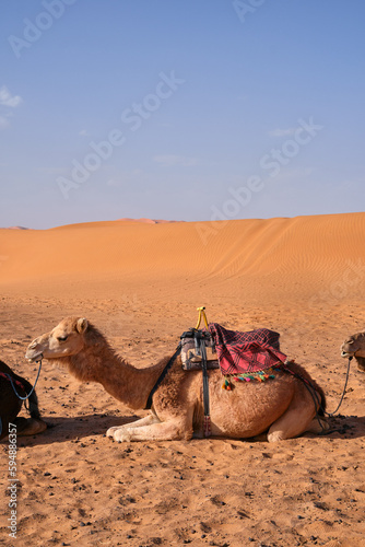 a Dromedary awaiting the Desert Voyage © ottaviocamb