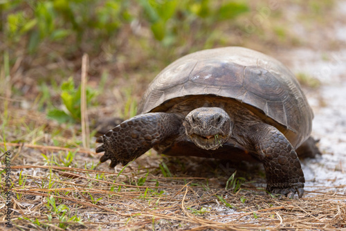 A gopher tortoise (Gopherus polyphemus), a native Florida turtle species, walking in the woods in Sarasota, Florida