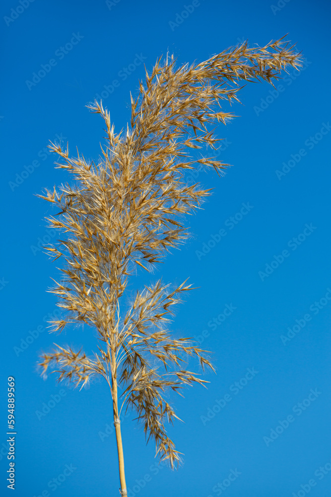 Swamp reed Swamp reed