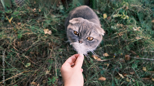 Gray scottish fold cat with orange eyes sniffing a bird feather spends time outdoors. Outside, summer time cats walking concept, view from above.