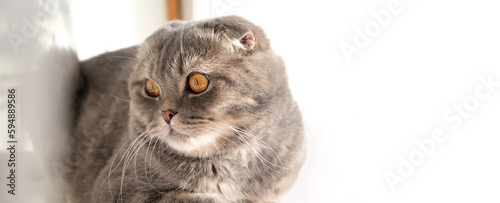 Portrait purebred scottish fold gray cat with yellow eyes, lies and looks away.   Banner size with copy space, close-up view