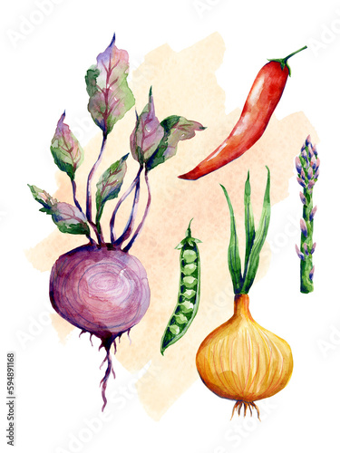 Vegetables hand drawn illustration isolated on transparent background. Botanical clip art collection on beige watercolor spot. Watercolor garden plants poster print.