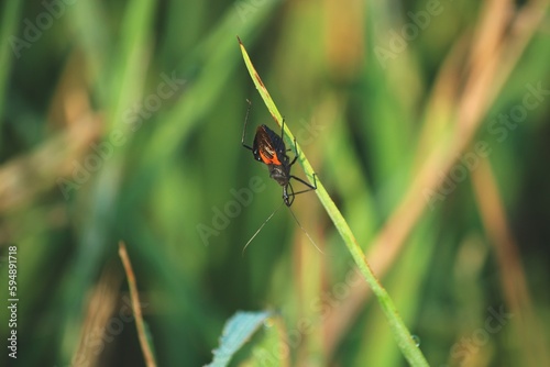 Platymeris biguttatus or two-spotted assassin bug is a venomous predatory true bug of west and southwest African origin ranging in size from 10–40 mm photo