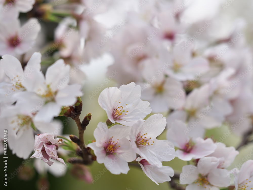 満開の桜の花びら