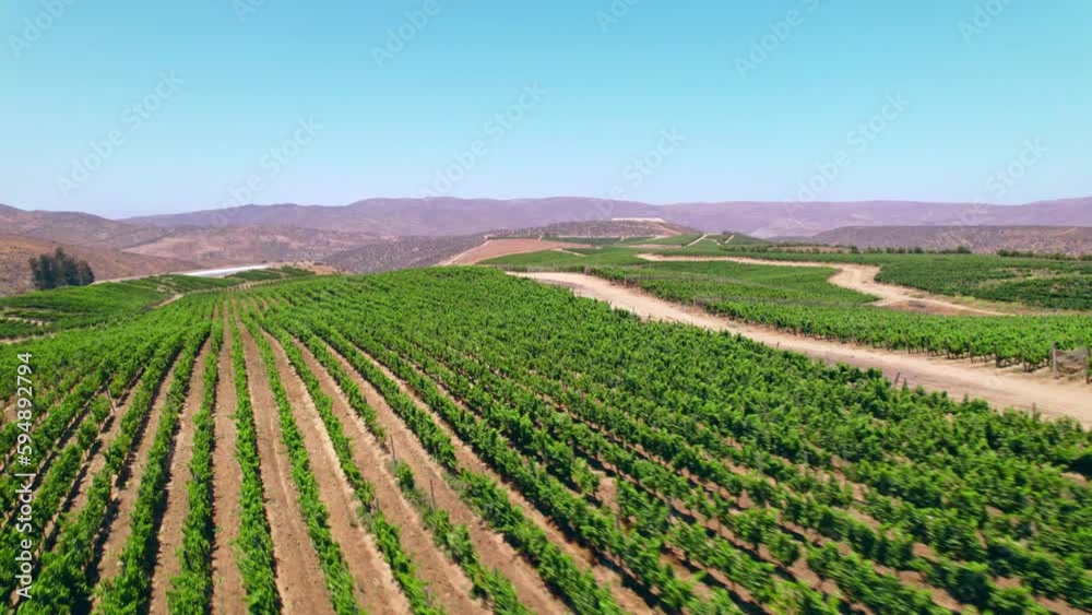 Bird's eye view of a vineyard in the Limarí Valley, Fray Jorge on a sunny day with arid mountains in the background. Bird's eye view of a vineyard in the Limarí Valley, Fray Jorge on a sunny day with arid mountains in the background.