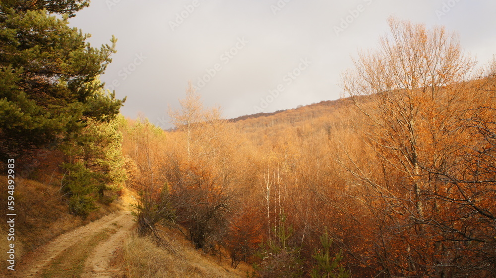 Fototapeta premium colorful autumn forest, realistic landscape
