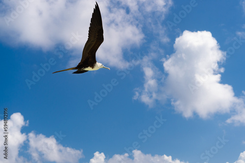 photo of fregatidae bird  copy space. fregatidae bird in summer. fregatidae bird flying in the sky