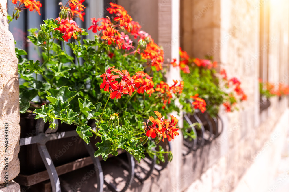 Fresh red green pelargonium flowers in flowerpot box on windowsill of old stone ancient building facade in Europe city street. Geranium plant blossom in pot on window sill outdoors on sunny day