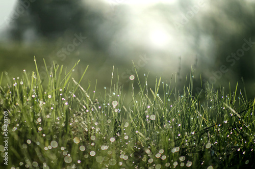 Fototapeta Naklejka Na Ścianę i Meble -  Grass in the dew on an early spring sunny morning