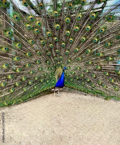 peacock with feathers