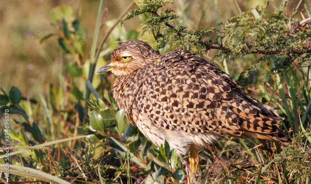 The spotted thick-knee, also known as the spotted dikkop or Cape thick-knee standing in grass, The spotted thick-knee, also known as the spotted dikkop or Cape thick-knee standing in grass,