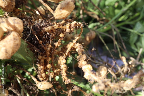 落花生の根粒菌