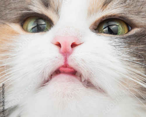Funny fluffy cat portrait closeup cute photo