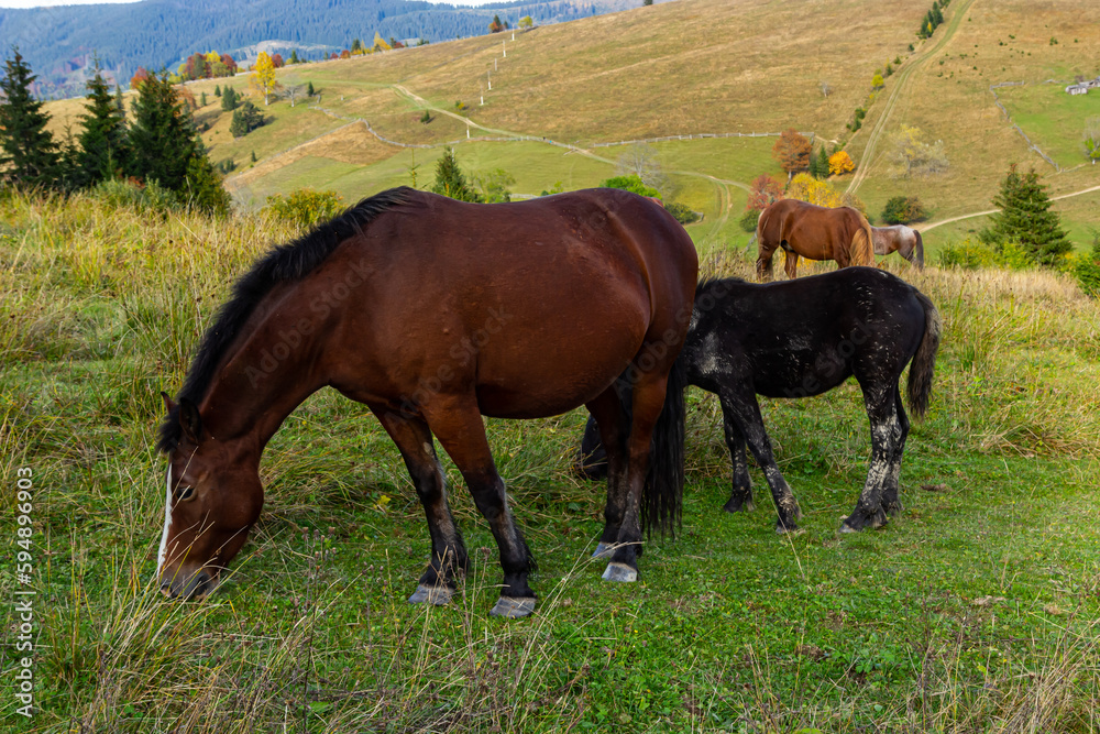 Horses graze near the mountain in the pasture in the autumn Horses graze near the mountain in the pasture in the autumn