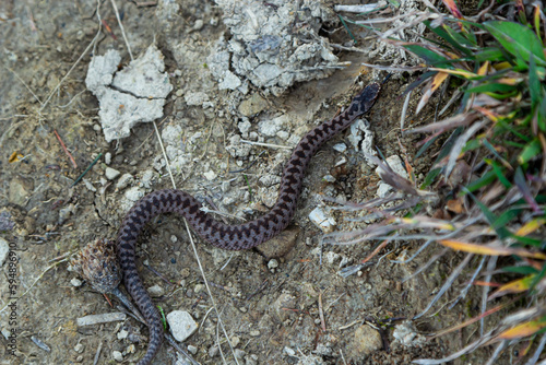 Adder viper snake Vipera berus getting away from the stone photo