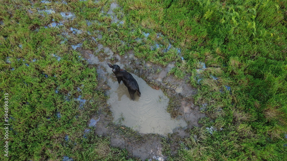 Obraz premium Baby Calf Drinking Mother's Milk at paddy. buffalo Feeding to her Calf’s. Close up. Aerial View. Drone view. Agriculture field. South Asia. Buffalo- mother and calf.