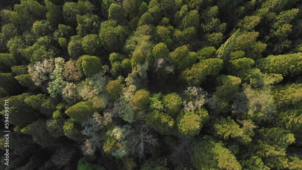 Pine forest tree tops in Japan. Aerial bird's eye view drone shot Pine forest tree tops in Japan. Aerial bird's eye view drone shot