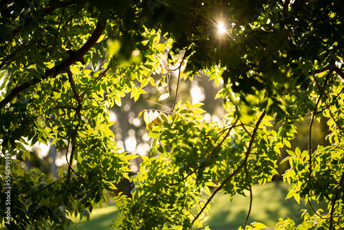 Fototapeta Naklejka Na Ścianę i Meble -  sun shinning through green leaves ona  tree