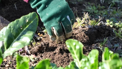 woman removes weeds from the garden