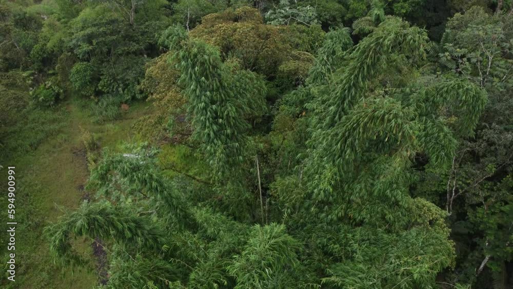 Drone view of vegetation in tropical amazon green forest. 4K tilt down shot. Drone view of vegetation in tropical amazon green forest. 4K tilt down shot.
