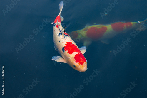 Fine koi in advanced breeding ponds