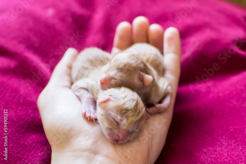 a small newborn kitten in the hands of a person, the offspring of a domestic cat, new life, protection of animals, reproduction of the species, beauty, red hair of a cat