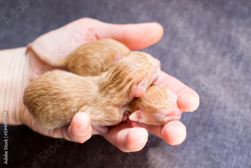 a small newborn kitten in the hands of a person, the offspring of a domestic cat, new life, protection of animals, reproduction of the species, beauty, red hair of a cat