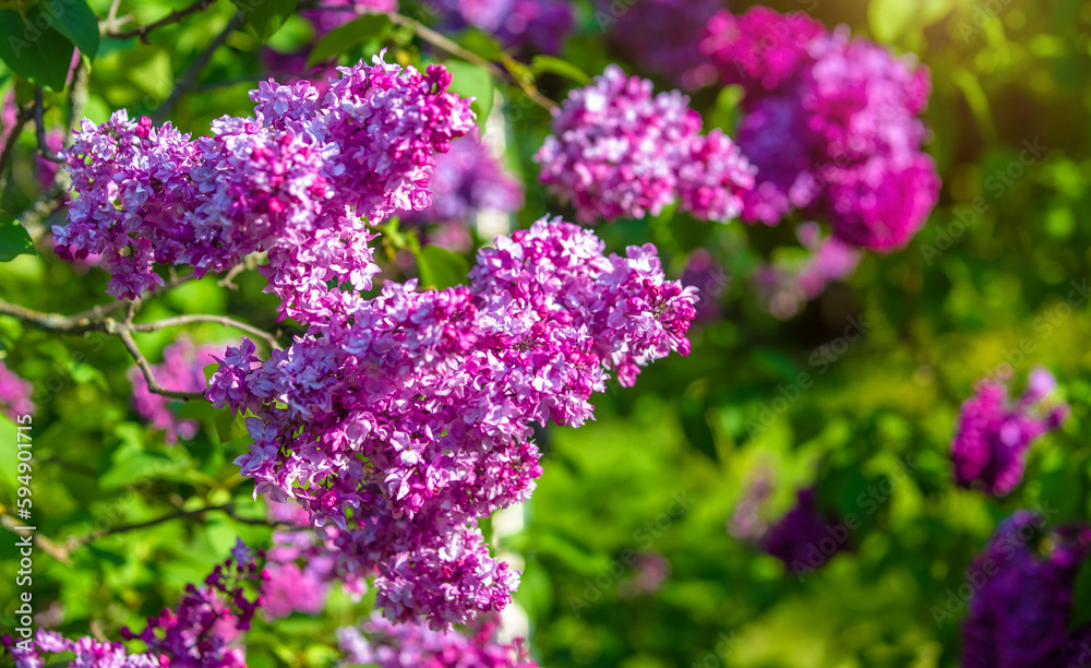 Obraz premium Pink lilac blooms in the Botanical garden 