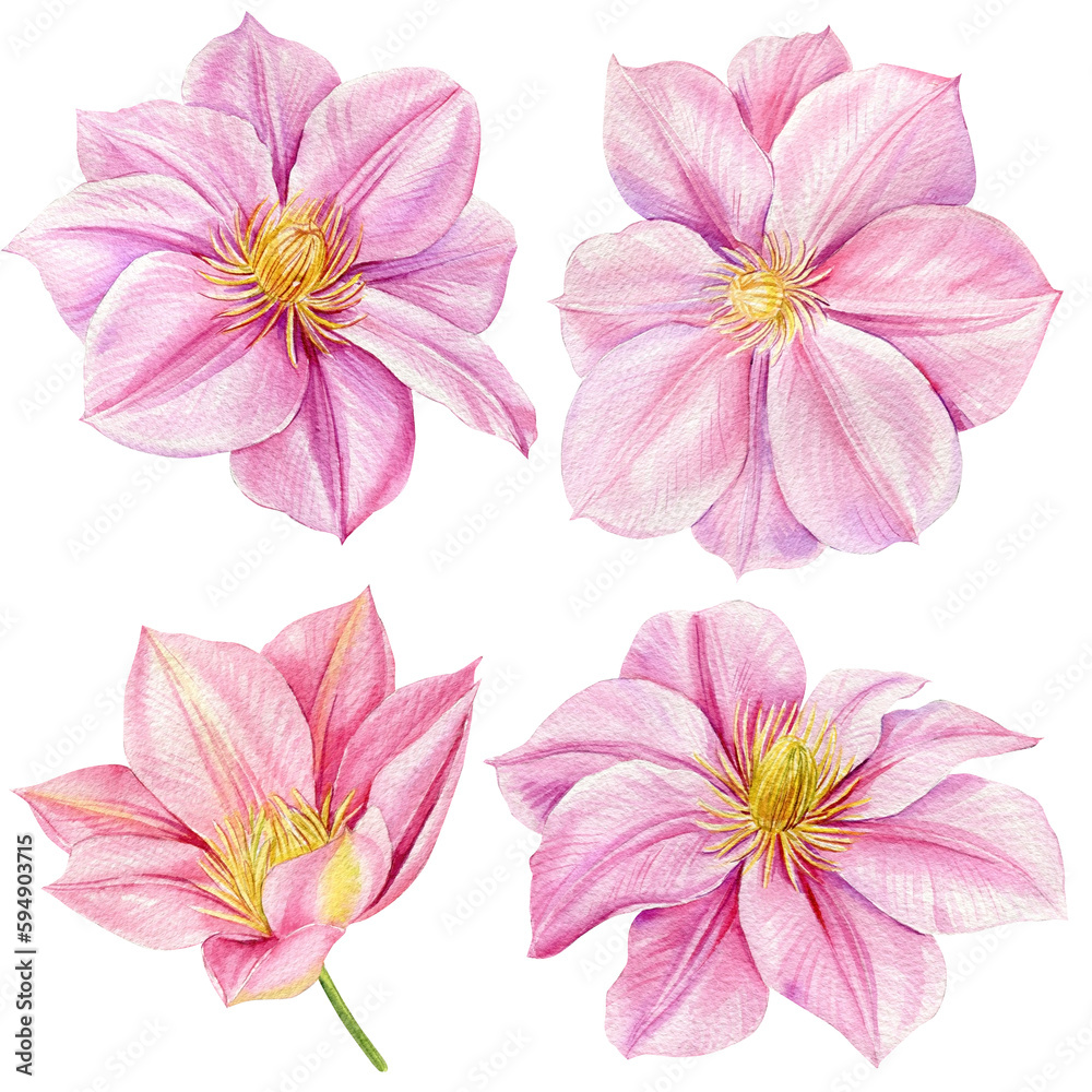 Watercolor clematis, flower on a white background. Set pink flowers and leaves, botanical illustration flora design