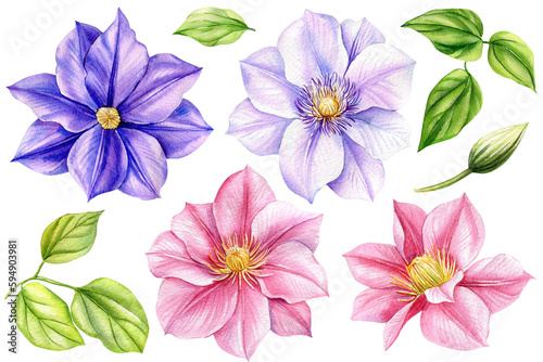 Set flowers isolated white background. Watercolor illustrations pink and purple blooming clematis. Colored flora design