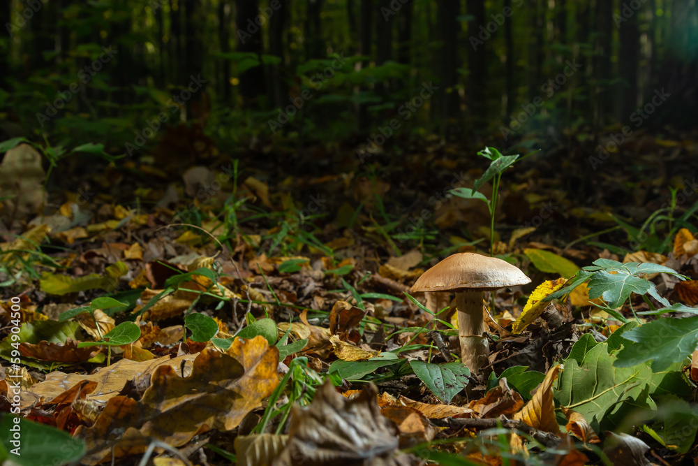 Fototapeta premium Gymnopus hariolorum mushrooms on the old stump