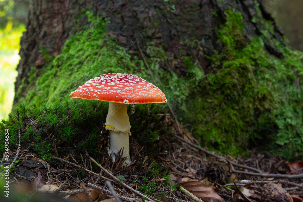 Amanita Muscaria, poisonous mushroom. Photo has been taken in the natural forest background Amanita Muscaria, poisonous mushroom. Photo has been taken in the natural forest background