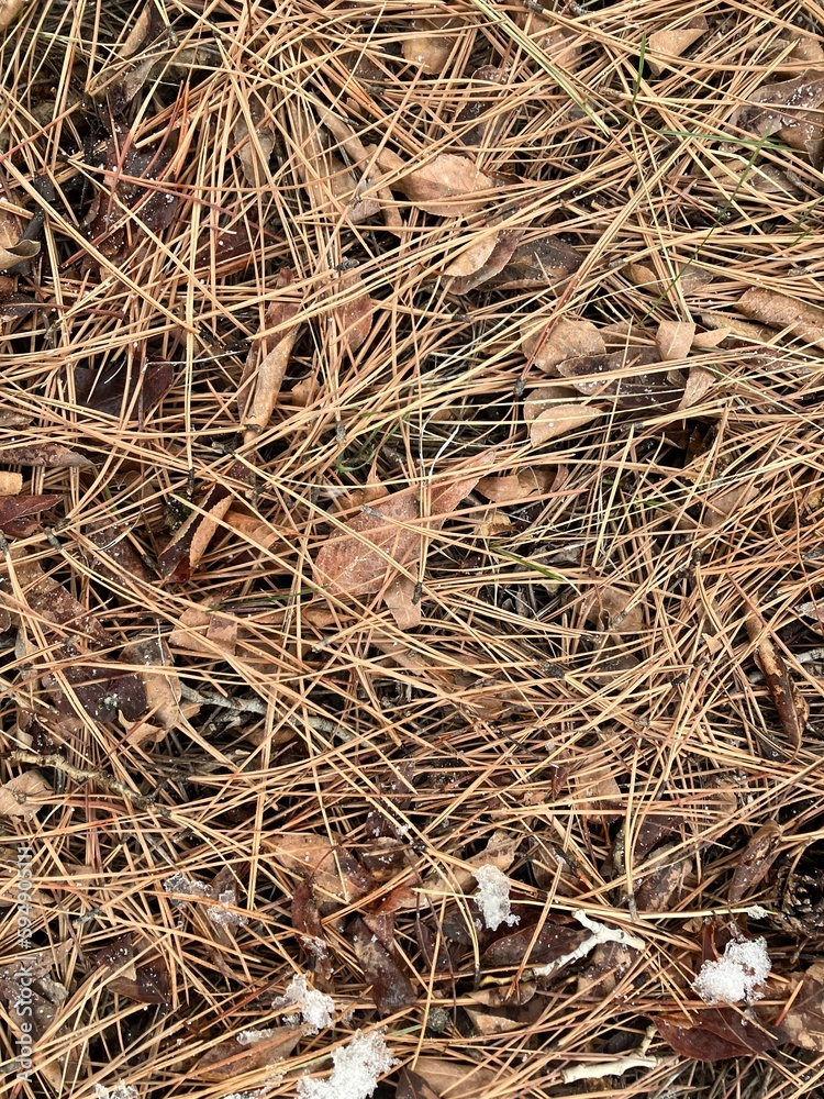 When evergreen turns brown When evergreen turns brown