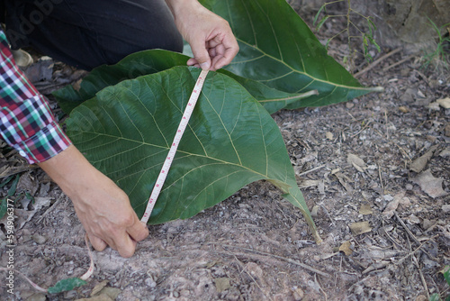 Closeup botanist hands use measure tape to measure width of green leaf. Concept , Study and research growth of plants. Nature exploring. Survey and conserve environment. 