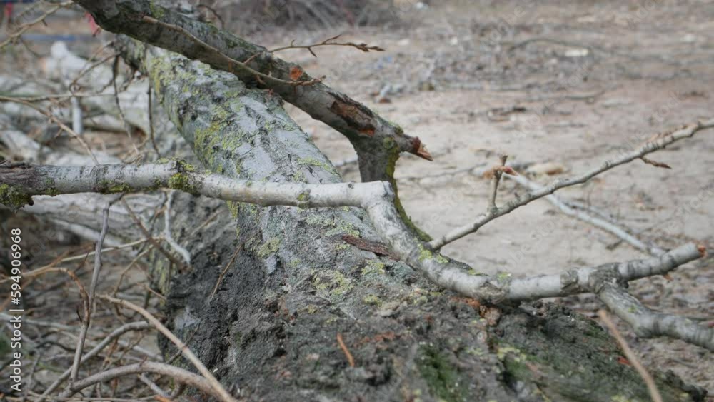 woodsman, tree branches are chopped with an ax on the background of log, close-up woodsman, tree branches are chopped with an ax on the background of log, close-up