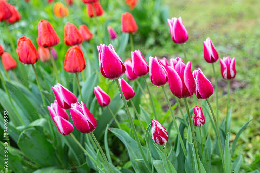 Fototapeta premium tulips in spring