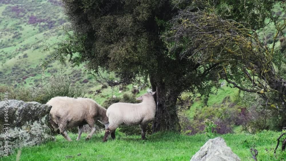 A group of sheep huddle under a tree for shelter from the rain in a green pasture A group of sheep huddle under a tree for shelter from the rain in a green pasture