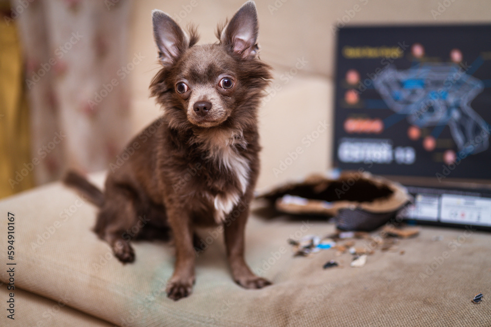 Lilac long haired outlet chihuahua