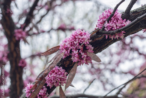 flowers on the tree cercis siliquastrum photo