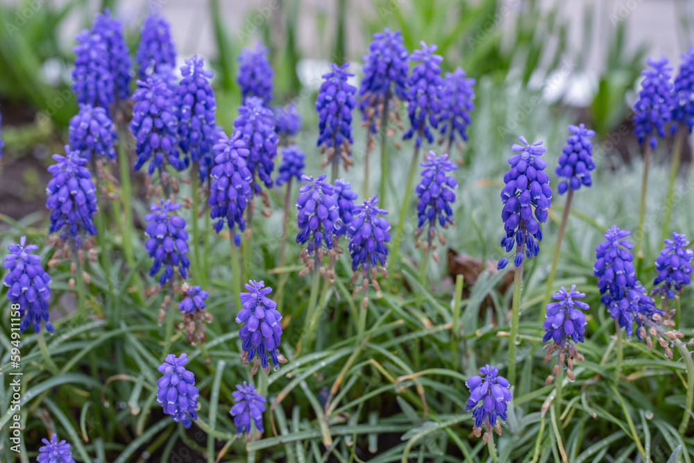 muscari muscari