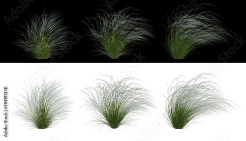 Mexican feather grass set png alpha channel front view photo