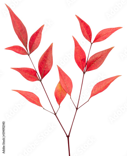 Red leaves