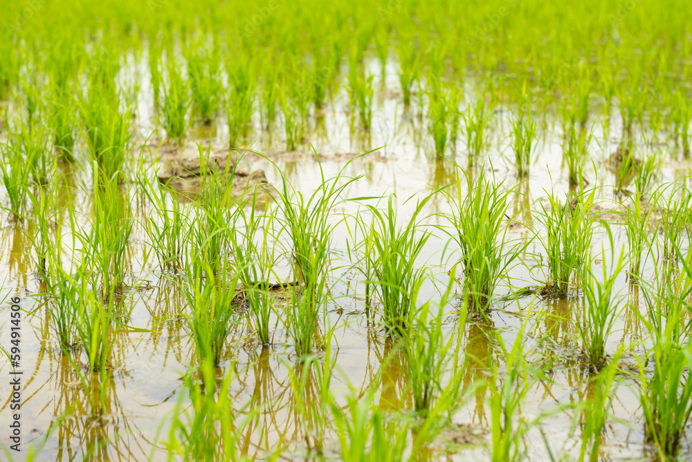 Obraz premium fresh little green paddy field horizontal composition