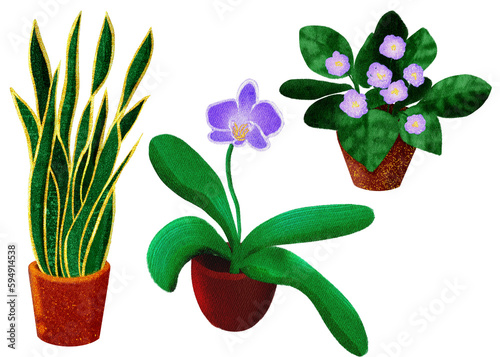Set of houseplants. Set of houseplants Sansiviera, violet, senpolia and orchid. Trendy home decor with plants watercolor illustration. Flowers in pot, house interior design photo
